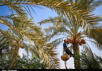  افزایش ۲۰ درصدی تولید خرما در استان بوشهر/فروش بیش از ۶۰ درصد محصول 