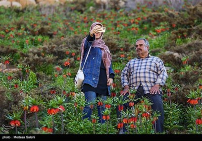 авнина Перевернутых тюльпанов в Иране