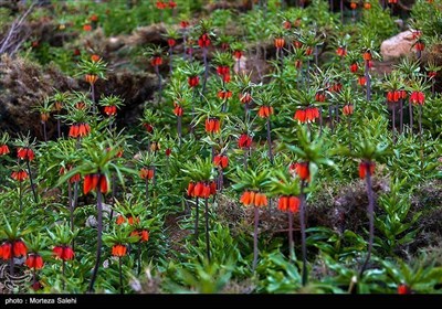  авнина Перевернутых тюльпанов в Иране