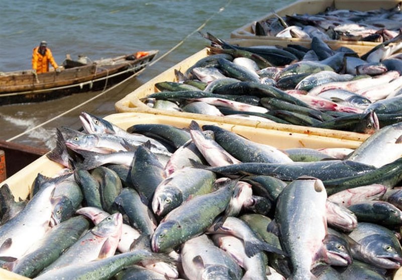 Iran Exports 61,000 Tons of Aquatic Products in 6 Months