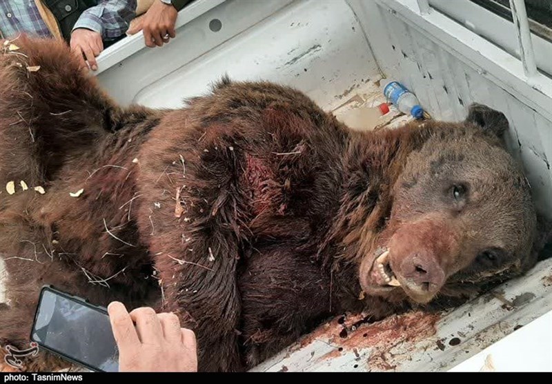 تکذیب یک ادعا درباره مرگ خرس‌های قهوه‌ای در شاهرود؛ &quot;تیراندازی&quot; در کار نبود! + تصاویر