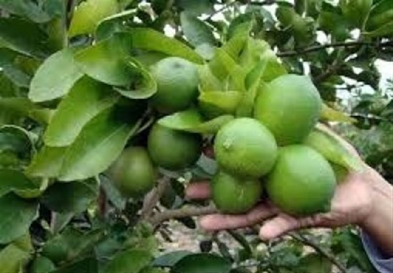 پیش‌بینی برداشت بیش از 7 هزار تن لیمو شیرین از باغات دزفول