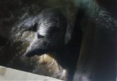نجات یک قلاده خرس در شمیرانات