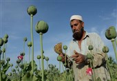 Iran Ready to Assist Afghanistan with Alternatives to Poppy Cultivation