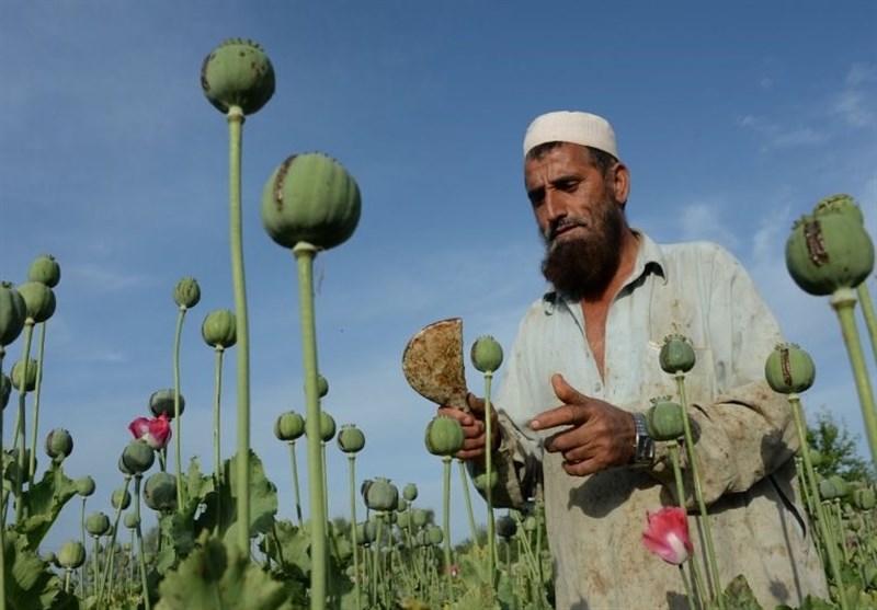 Iran Ready to Assist Afghanistan with Alternatives to Poppy Cultivation