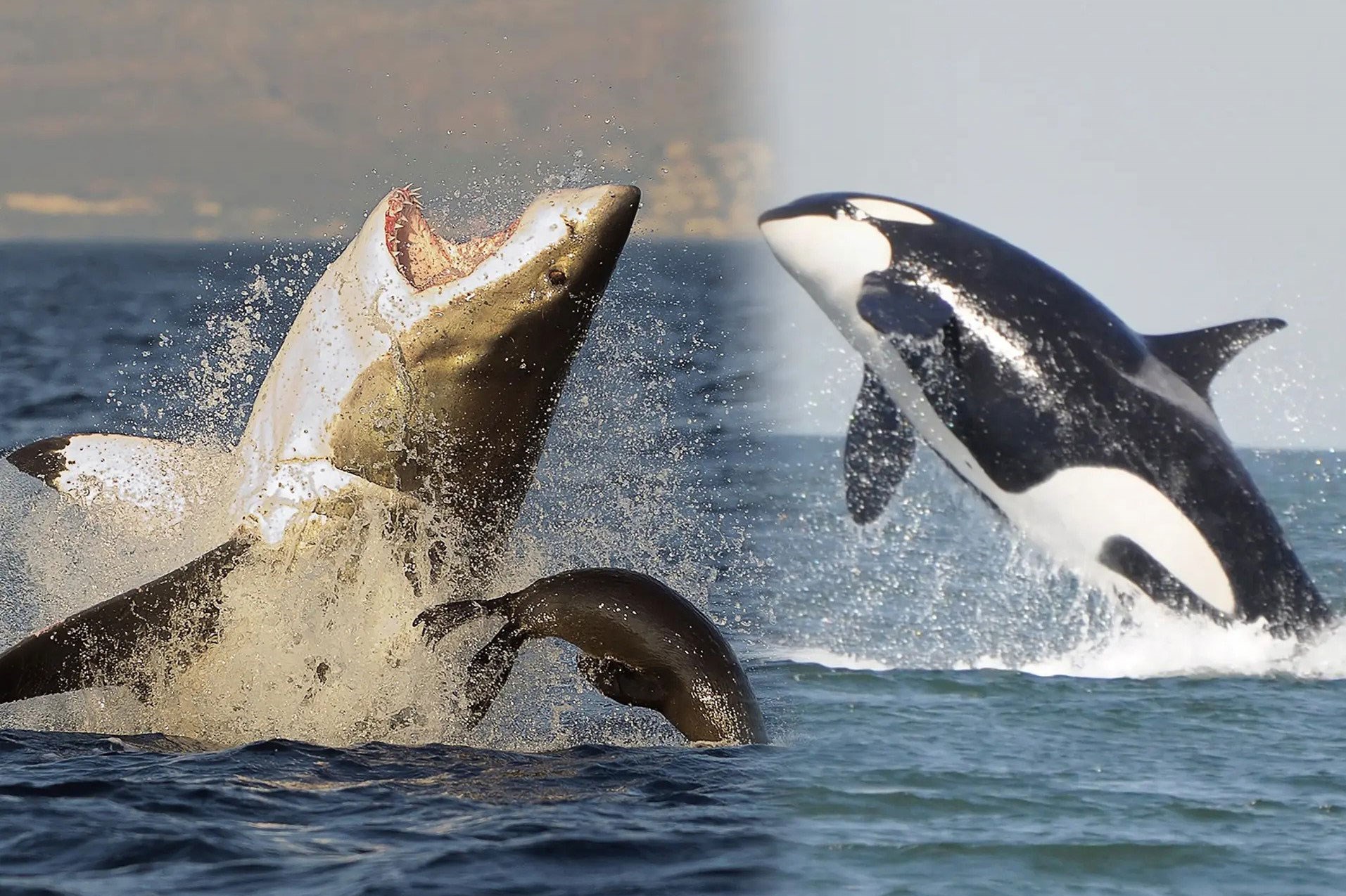 نگاهی هنری به خطر انقراض «کوسه نهنگ» و آلودگی‌های زیست محیطی در خلیج فارس داشتم