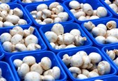 Iran Exports $2.1 Million of Mushrooms in 6 Months: Official
