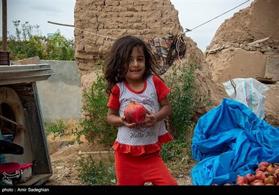 جشنواره انار یاقوتی شهر فاروق فارس