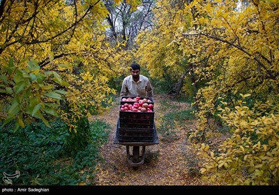 جشنواره انار یاقوتی شهر فاروق فارس