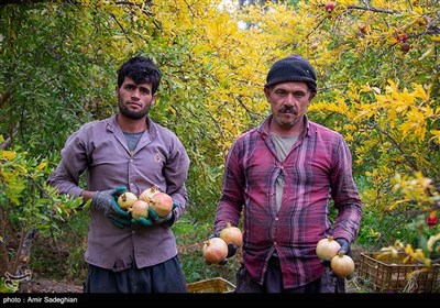 جشنواره انار یاقوتی شهر فاروق فارس