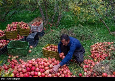 جشنواره انار یاقوتی شهر فاروق فارس