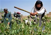 سازمان ملل: کشت خشخاش 95 درصد در افغانستان کاهش یافته است