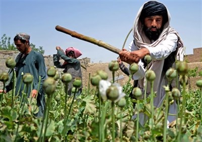 خشخاش،كشت،گزارش،افزايش،طالبان