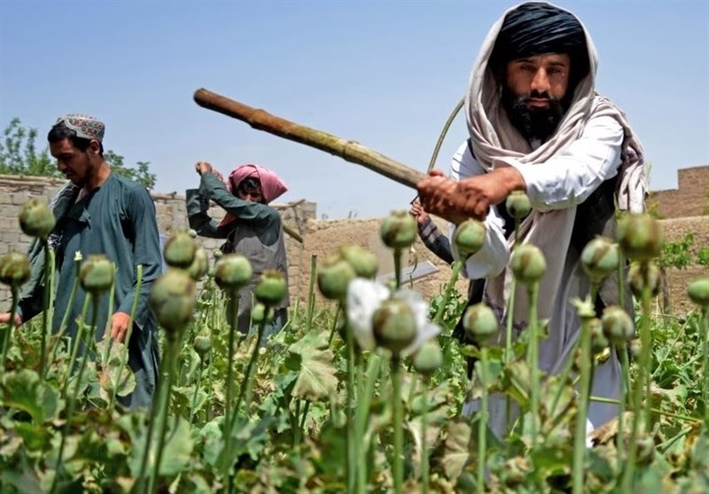 سازمان ملل: عواید حاصل از مواد مخدر در افغانستان 92 درصد کاهش یافت