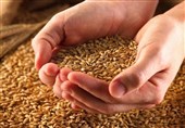 Iran’s Production of Grain Exceeds 21 mln Tons in 2023: FAO