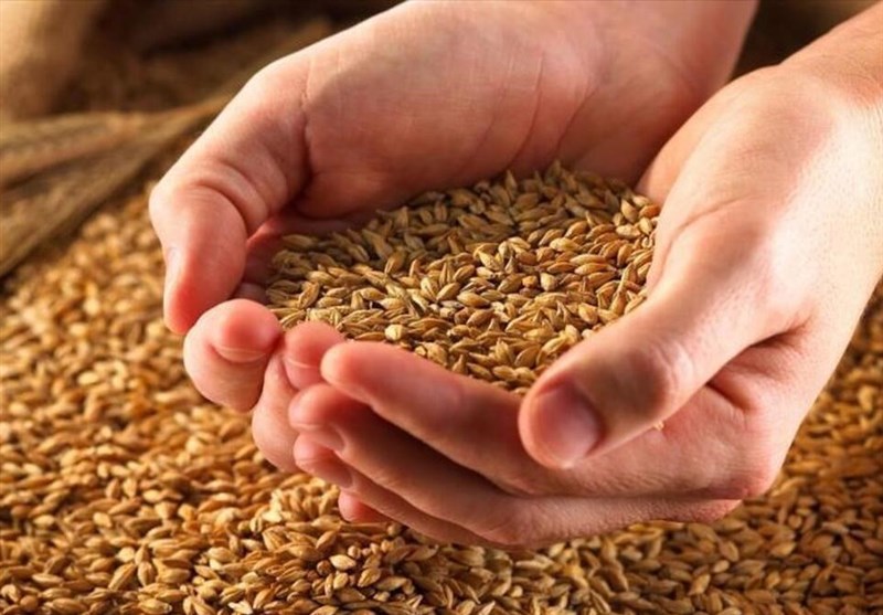 Iran’s Production of Grain Exceeds 21 mln Tons in 2023: FAO