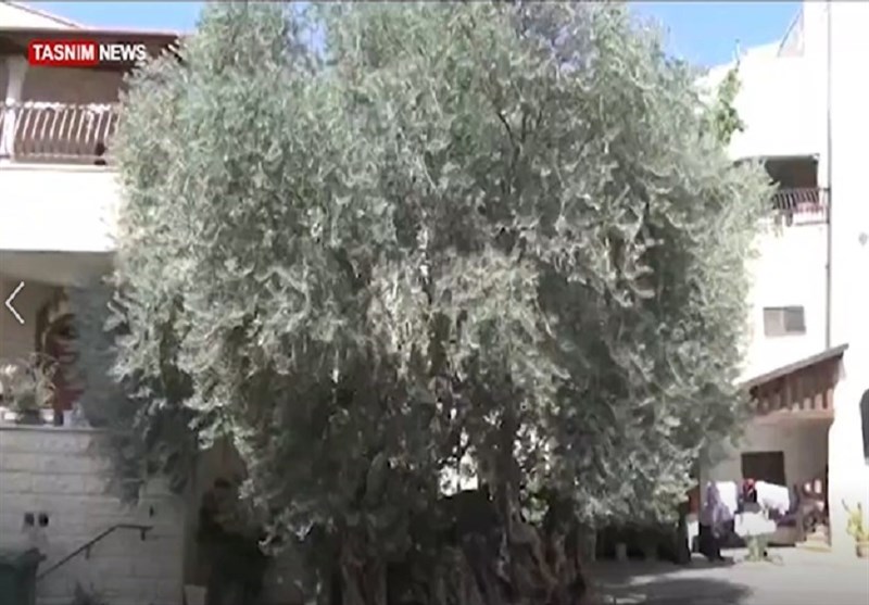 تقریر/تسنیم..الفلسطینیون یرون فی شجرة الزیتون رمزا للتمسک بأرضهم
