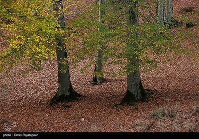 طبیعت پاییزی جنگل لولمان گیلان