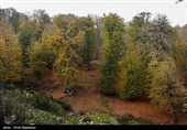 İran&apos;da Ormanlar Son 20 Yılda Büyüdü