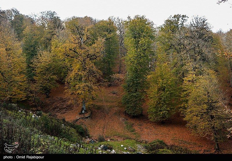 İran&apos;da Ormanlar Son 20 Yılda Büyüdü