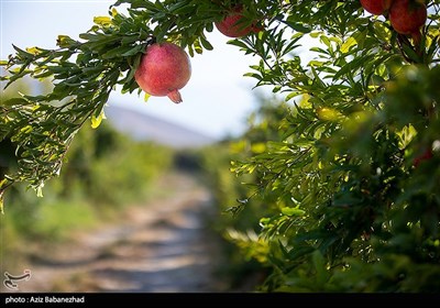  خون به دل انارستان کوهدشت/ عیار سرخ بزرگ‌ترین انارستان ایران زرد شد + تصاویر 