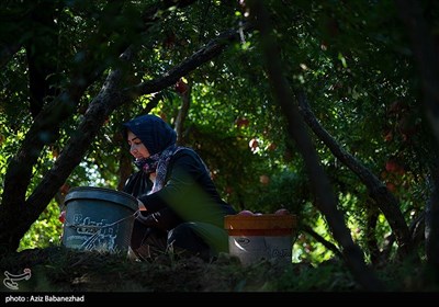 برداشت انار در منطقه سیاب شهرستان کوهدشت