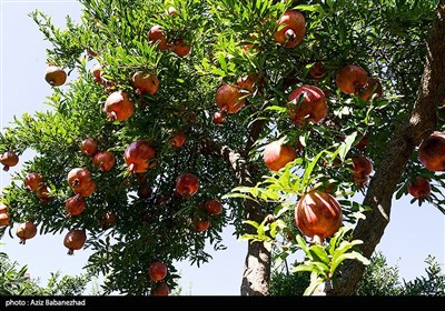 برداشت انار در منطقه سیاب شهرستان کوهدشت