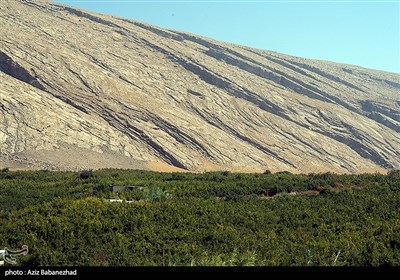 برداشت انار در منطقه سیاب شهرستان کوهدشت