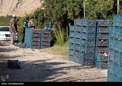 برداشت انار در منطقه سیاب شهرستان کوهدشت