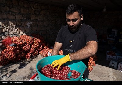 برداشت انار در منطقه سیاب شهرستان کوهدشت