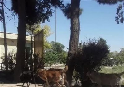 ‌شهردار کهریزک: پیمانکاران شهرداری تهران سگ‌های ولگرد را در اطراف آرادکوه رهاسازی می‌کنند + فیلم و تصاویر