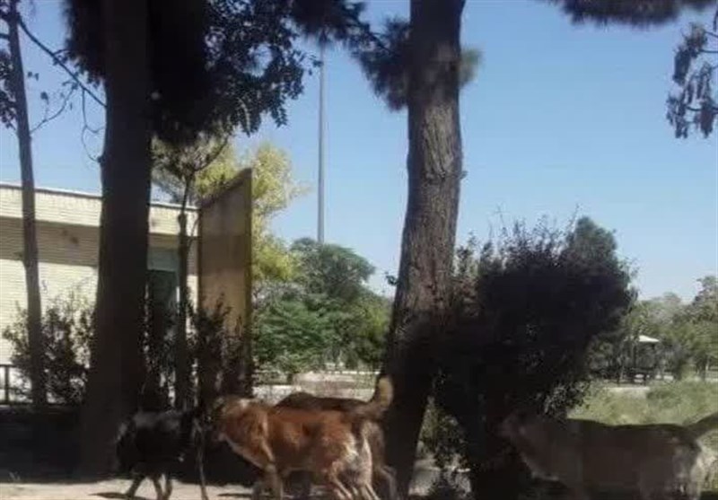 ‌شهردار کهریزک: پیمانکاران شهرداری تهران سگ‌های ولگرد را در اطراف آرادکوه رهاسازی می‌کنند + فیلم و تصاویر