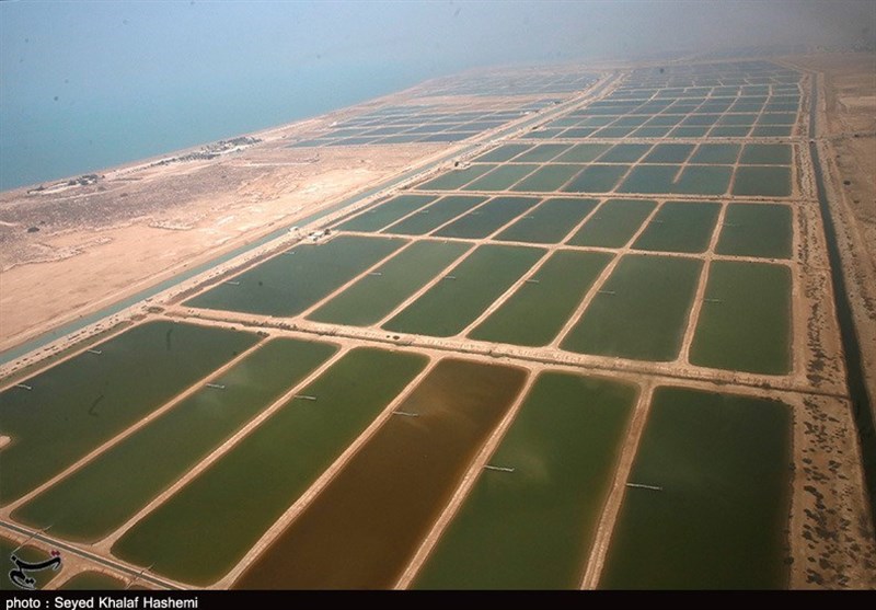 تولید 47 هزار تن میگو پرورشی در استان بوشهر