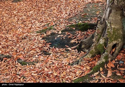 Осенняя природа Ирана - провинция Гилян