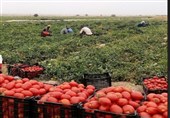 خراسان شمالی در آستانه ورشکستگی آبی/ کشت‌های پرآب‌بر منابع آبی را می‌بلعند!
