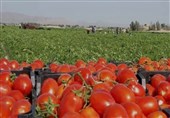 موفقیت محققان دانشگاه علوم پزشکی مشهد در استخراج لیکوپن از گوجه فرنگی
