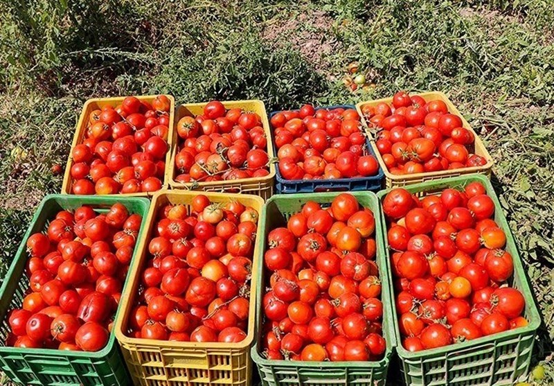 عرضه سنگین گوجه فرنگی در روزهای آینده/بارش باران علت کمبود است