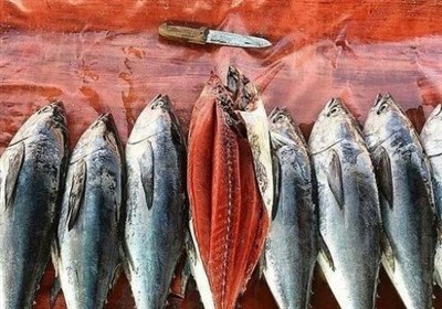  فروش ماهی تن صید داخل ۳۰ درصد گران‌تر از قیمت جهانی/ لزوم تسهیل واردات برای تنظیم بازار تن ماهی 