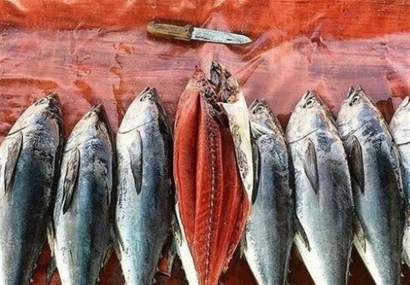 فروش ماهی تن صید داخل 30 درصد گران‌تر از قیمت جهانی/ لزوم تسهیل واردات برای تنظیم بازار تن ماهی
