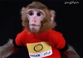 Iran’s Space Monkeys Continuing Legacy in Space Biology 12 Years after Historic Mission