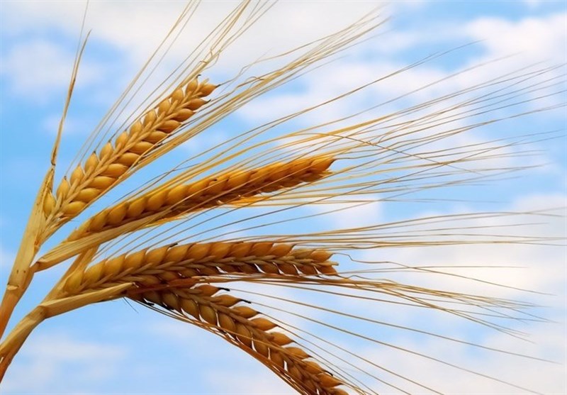 Iran 13th Biggest Wheat Producer in World