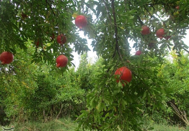 استان لرستان , اخبار کوهدشت , کشاورزی , 