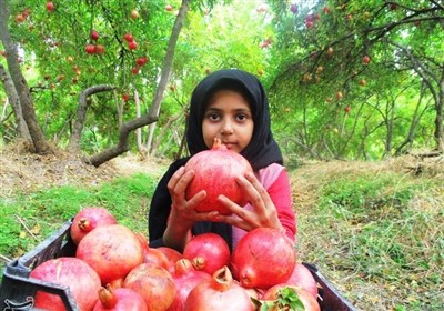  برداشت یاقوت سرخ در کوهدشت + تصاویری زیبا از بزرگترین انارستان ایران 