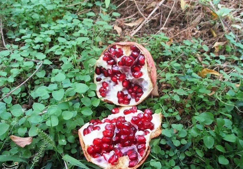 استان لرستان , اخبار کوهدشت , کشاورزی , 