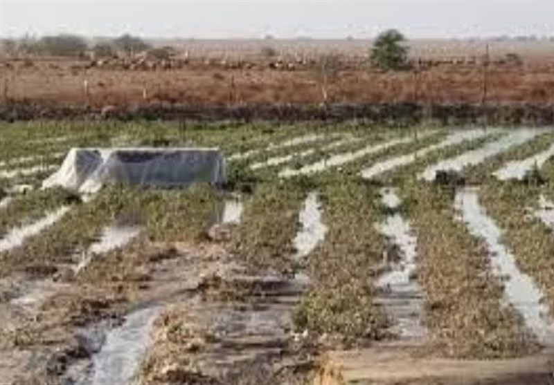 خسارت به 700 هکتار اراضی و مزارع گوجه فرنگی جنوب استان بوشهر