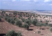 Israeli Settler Incursions Deepen Woes for West Bank Farmers