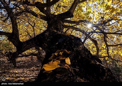 Осенняя природа Ирана - провинция Лорестан:
