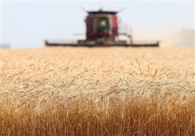  طرح جهش تولید در دیمزار‌ها ایران را صادرکننده گندم می‌کند 