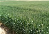 مبارزه با آفات و بیماری‌های گندم و جو در 44 هزار هکتار از مزارع مازندران