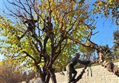 آغاز هرس 60000 اصله درخت در معابر و بوستان‌های مرکز شهر تهران
